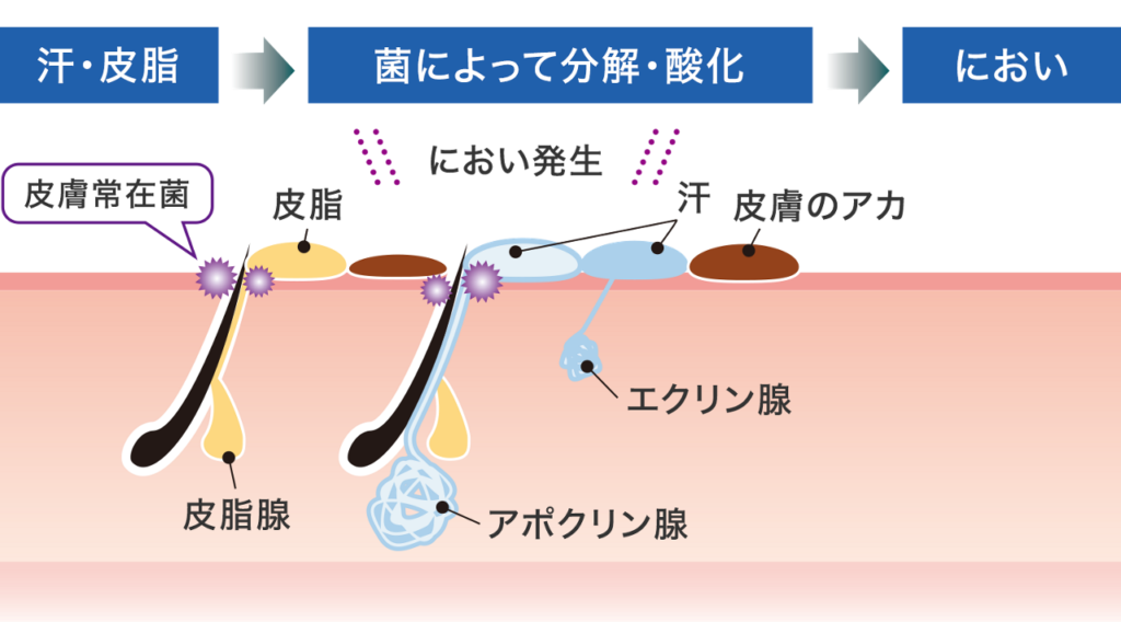 汗からニオイが発生するメカニズム